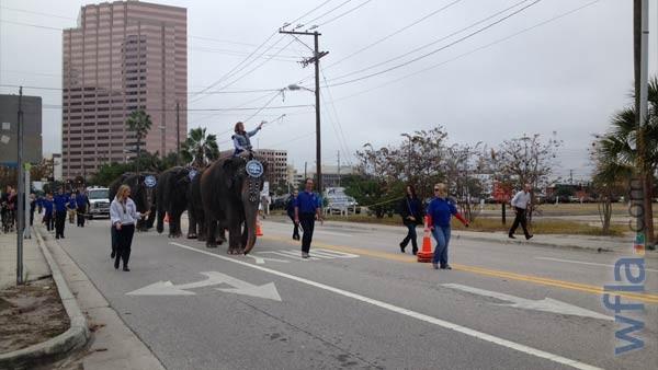 The Ringling elephants parade through downtown Tampa. File photo. 