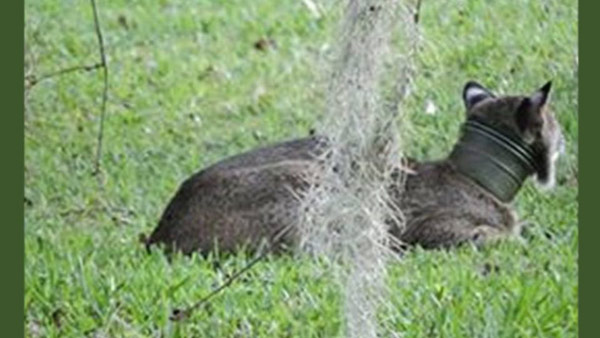 Bobcat rescue_80885