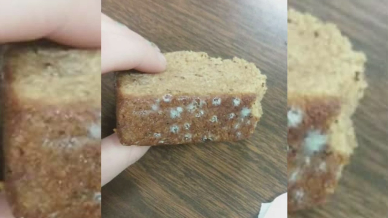 moldy-bread_105047