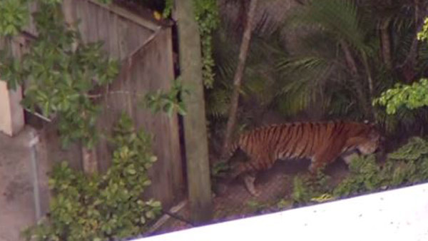 Tiger at West Palm Beach Zoo, NBC News image