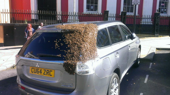 Bees chase car for two days_151293