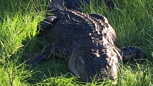 Alligator file photo