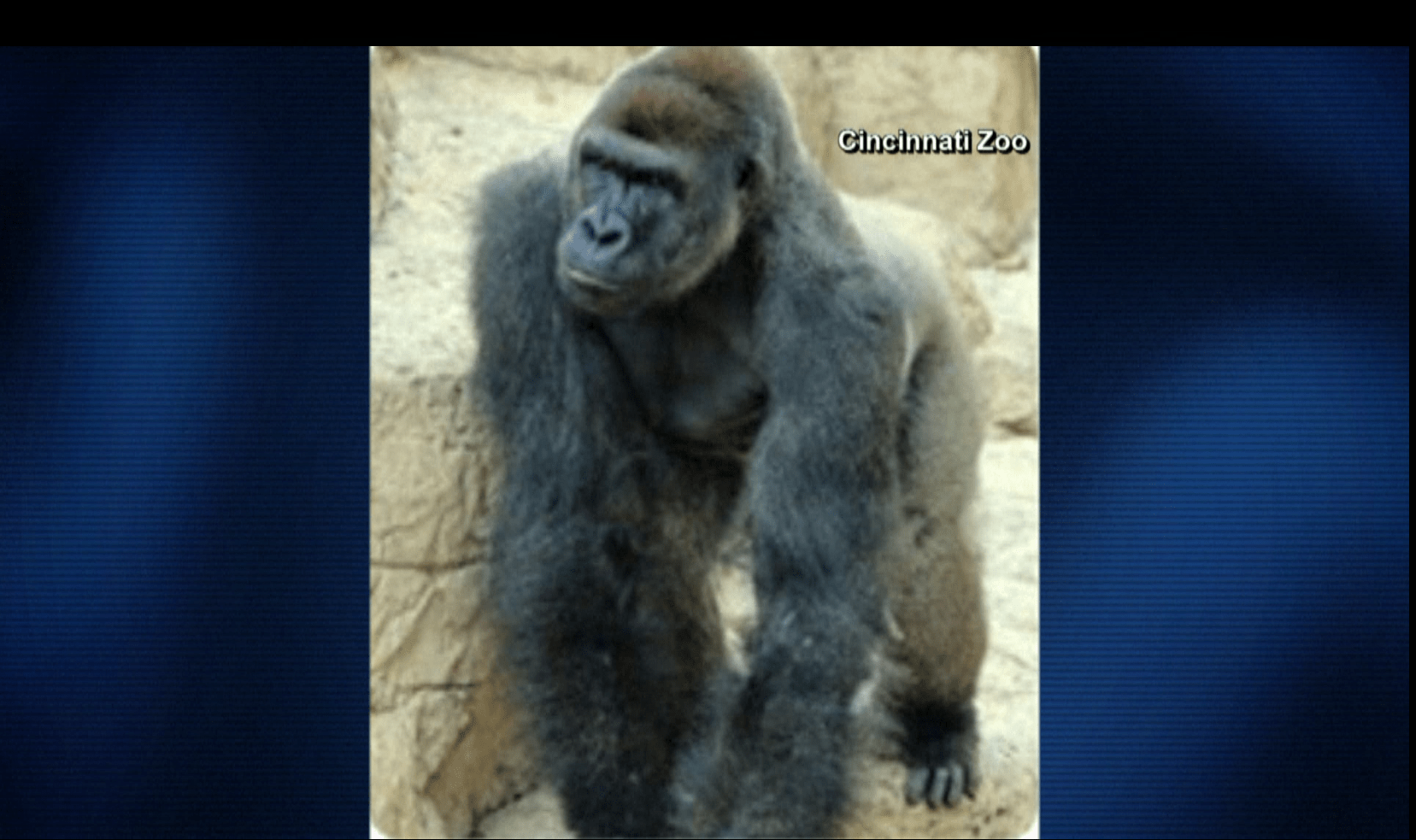 gorilla pic_153158