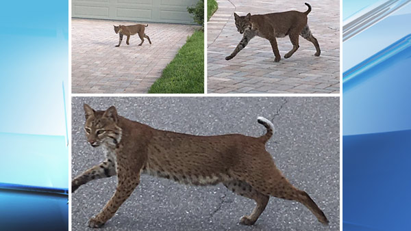 bobcat_167968