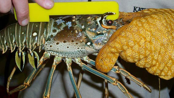 FWC-SPINY-LOBSTER-Web_Bkg_T_20205