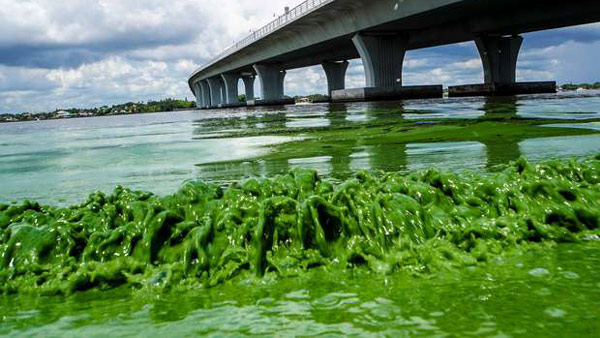 Algae on Treasure Coast_165286