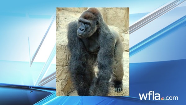 Harambe arrived at the Cincinnati Zoo_152547