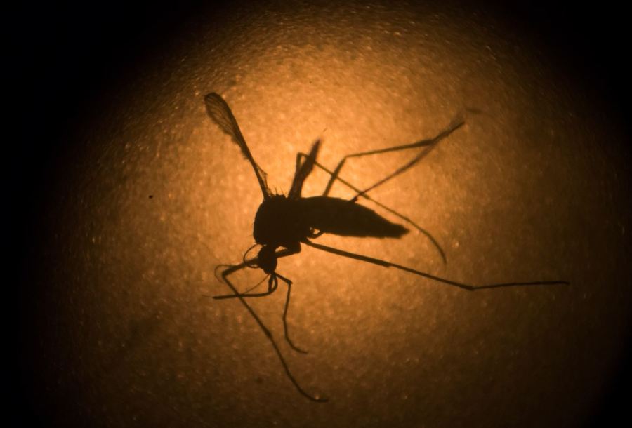 mosquito 2 zika (AP PhotoFelipe Dana, File)_105866