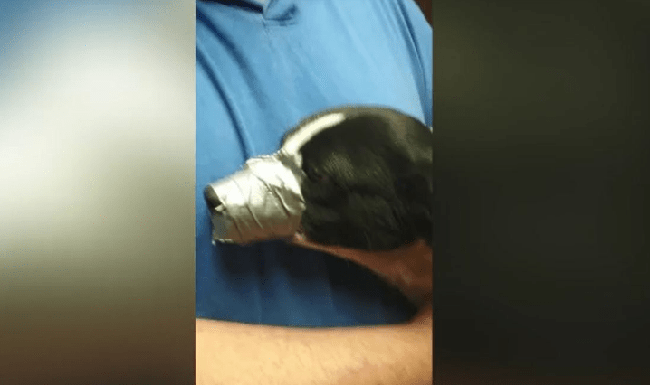 Family dog found with mouth, front legs taped_261388