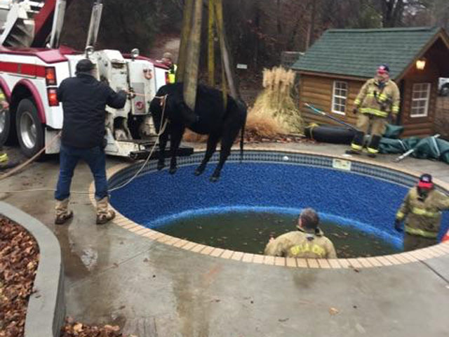 Cow rescued from pool_279364