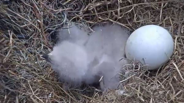 r-eaglet-lunchtime-web_bkg_272628