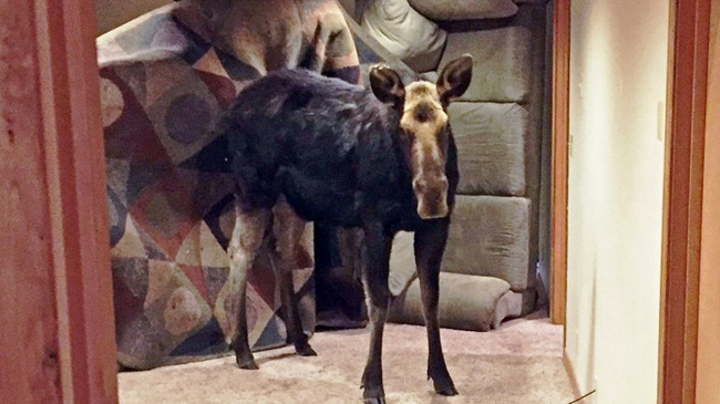 ODD Moose In Basement_288171