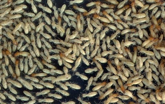 TERMITES_325850