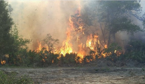 citrus brush fire_336865