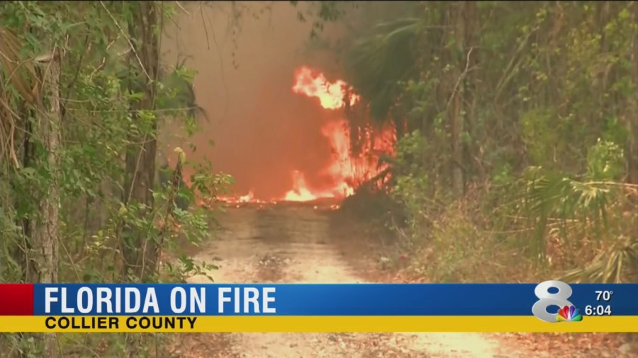 collier county brush fire_347823