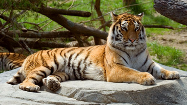 tiger_374391