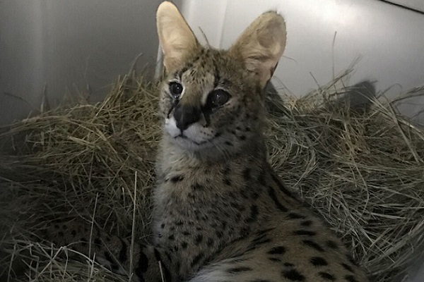 Zucari African Serval Big Cat Rescue EDIT_378692