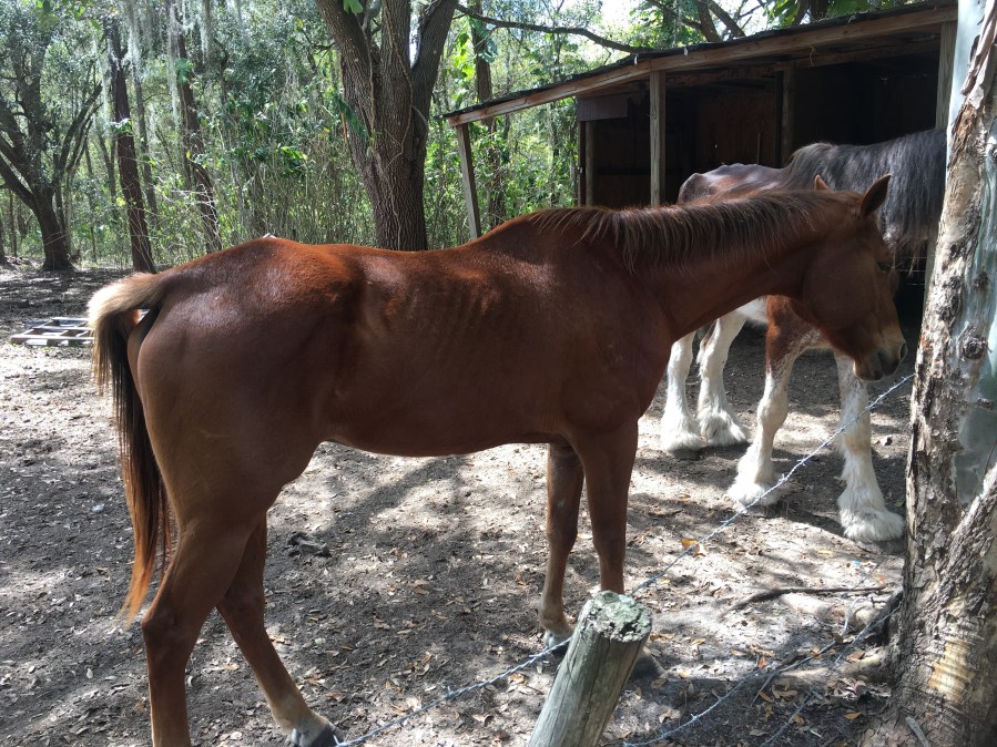 Horse Photo3_402251