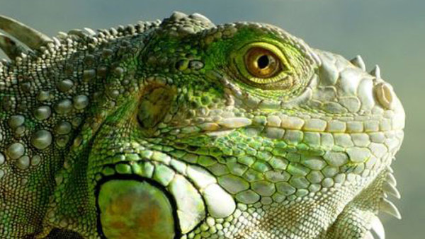 R-IGUANA--mug-background_397865