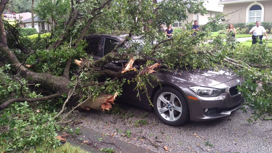 tree on car_416046