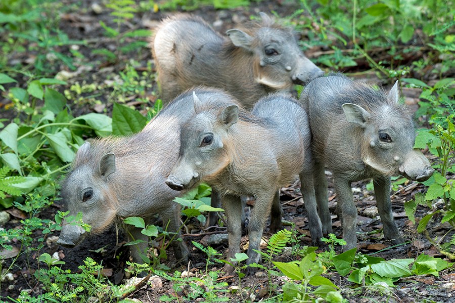 baby warthogs 1_418539