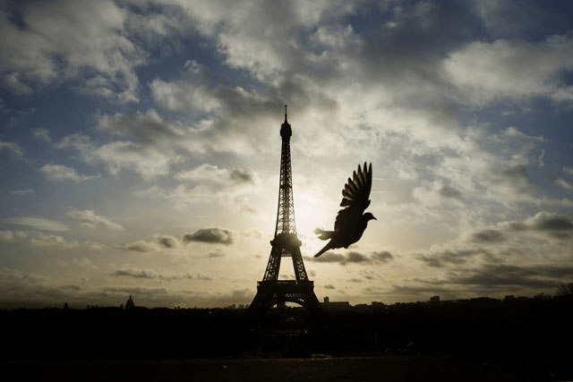 paris-dove_249556