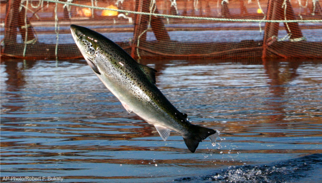 atlantic-salmon-ap_453821