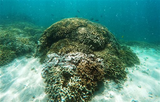 Saving Hawaii Coral_491272