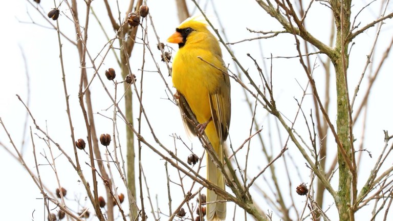 yellow-cardinal_576622