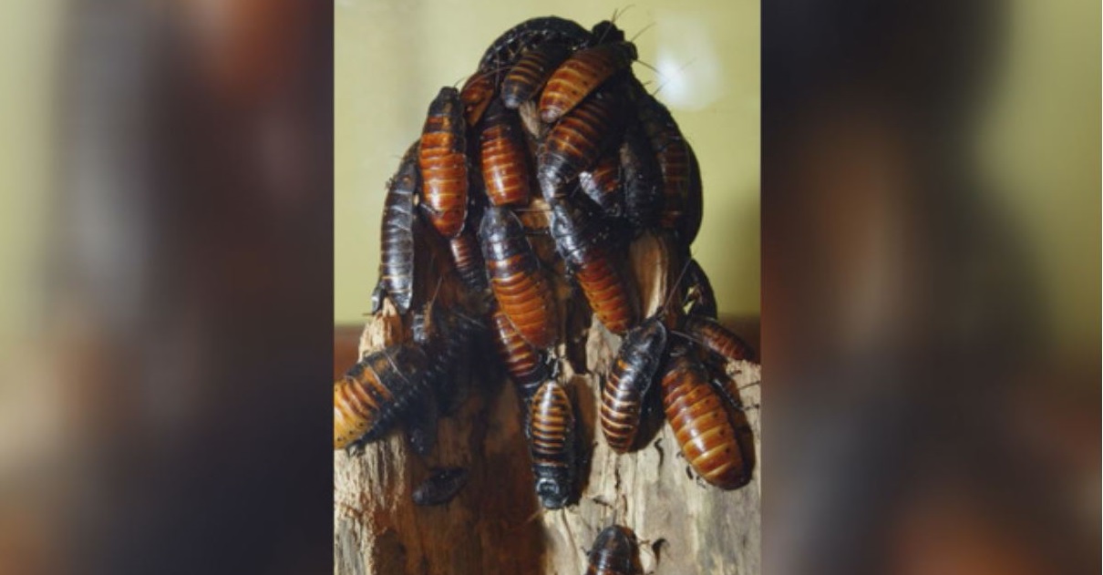 cockroaches_1527461213636.JPG