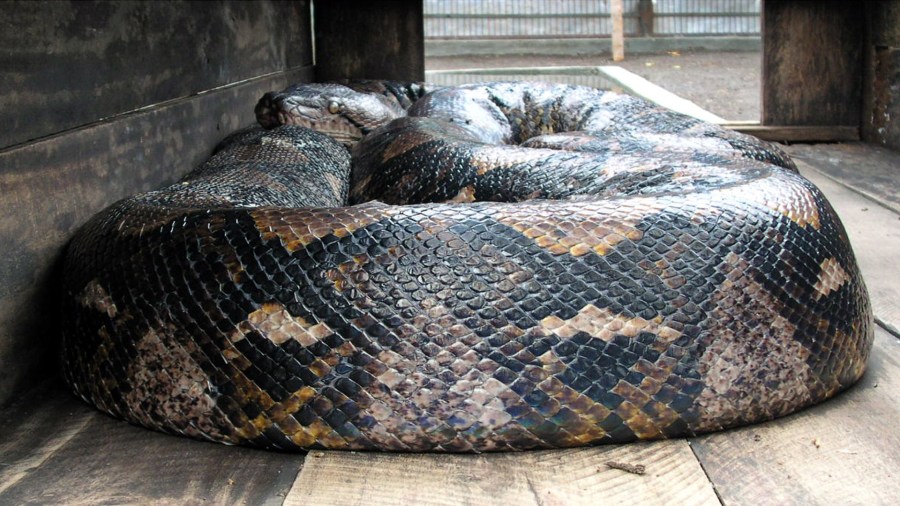 INDONESIA GIANT SNAKE_1529165181423