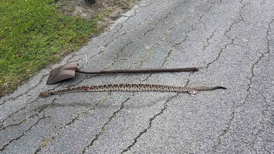 Rattlesnake longer than shovel