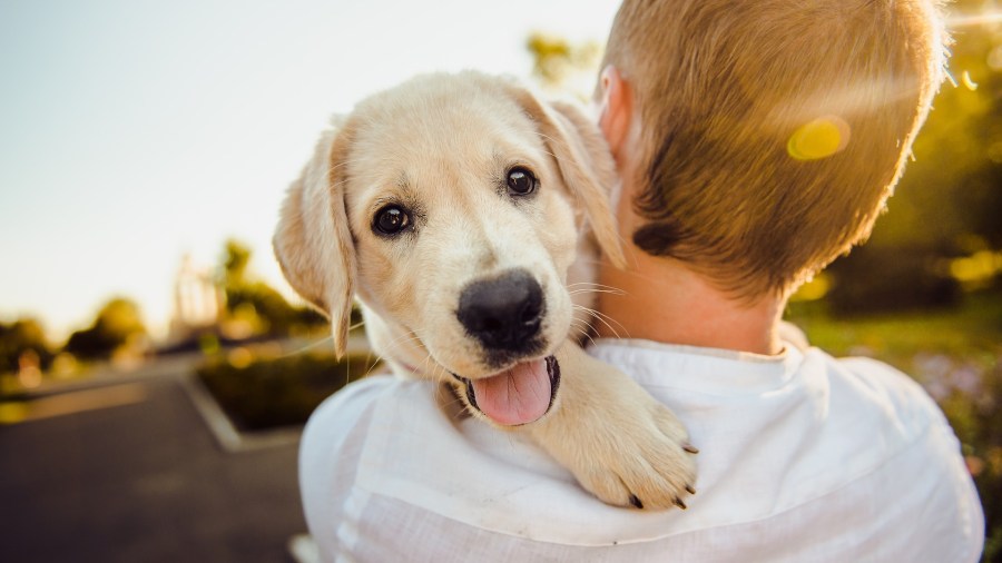 HAPPY DOG