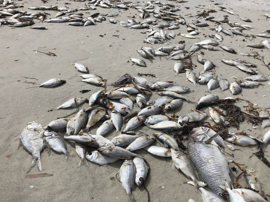 red tide fish kill