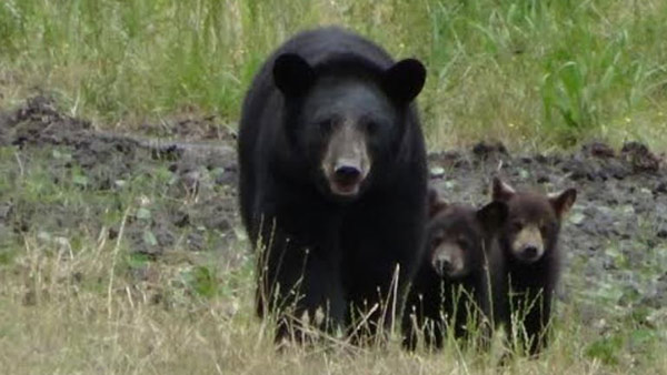 R-BLACK-BEAR-CUBS-MOTHER-MO_1533814387966.jpg