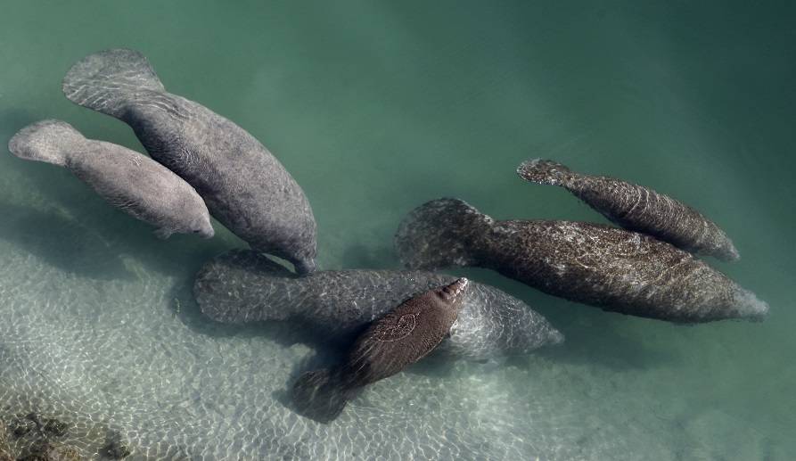 Manatee Deaths Florida_1534800197897