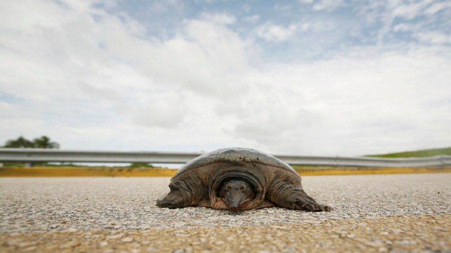 Turtle Harvests_1540134002990