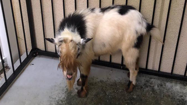 R-GOAT-FOUND-TARPON-SPRINGS_1538385395869.jpg