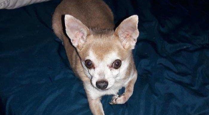 chihuahua disabled_1539957724294.jpg.jpg