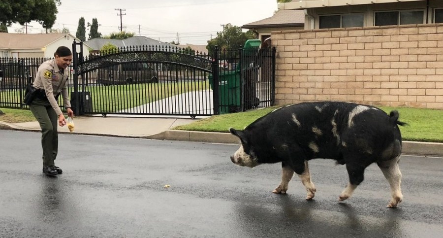 deputies doritos pig_1539641432931.jpg.jpg