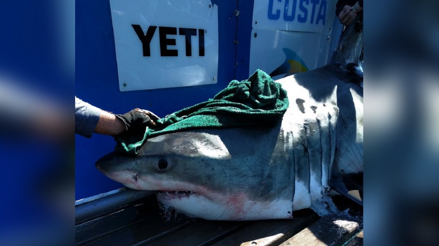 NOVA THE SHARK OCEARCH