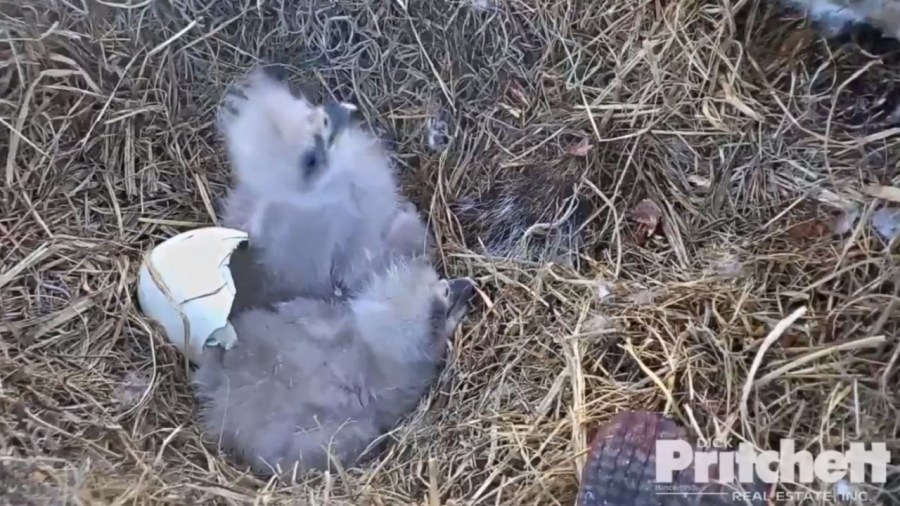 eaglets 2_1545742975720.JPG.jpg