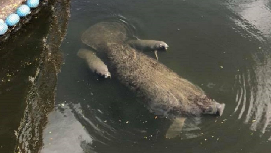 twin manatees_1541169714842.jpg.jpg