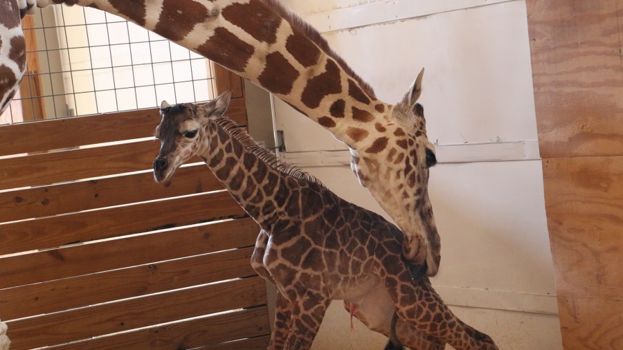 April the Giraffe and her Baby