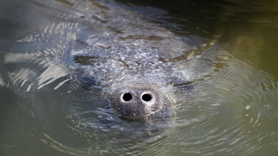 Manatees Florida