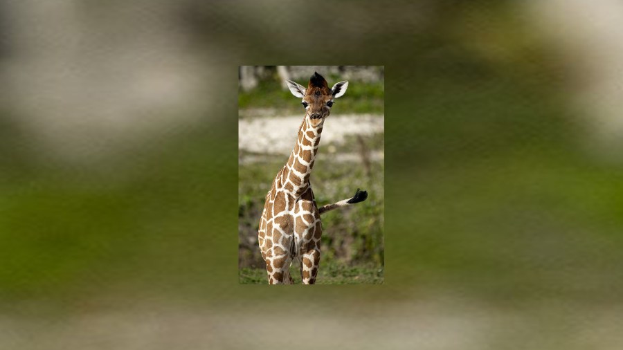 Giraffe 1_1551307667399.jpg.jpg