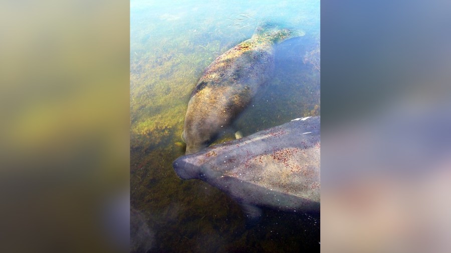 MANATEES GRAZING PIC