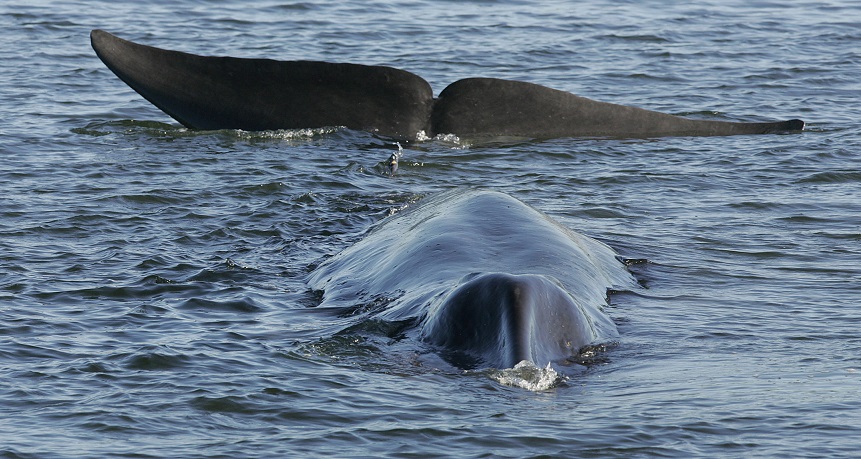 U.S. Iceland Whaling_1551042344275