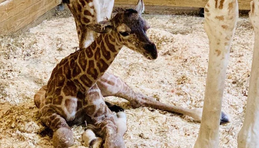 april giraffe baby_1552762805929.jpg.jpg