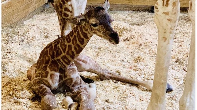 april giraffe baby_1552820136848.jpg-873772846.jpg